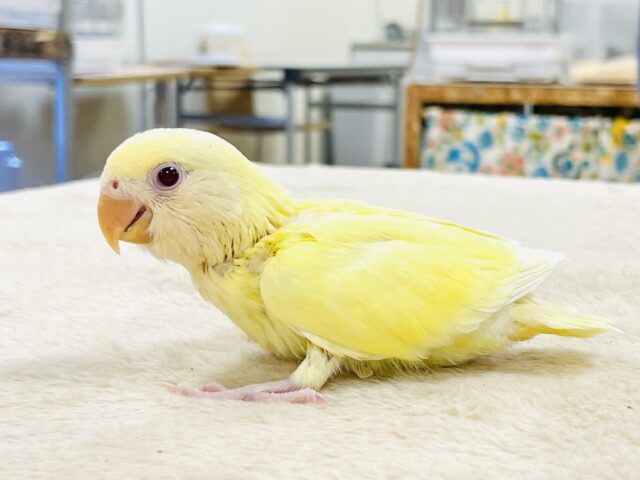 【最新画像🪄︎︎💫ひな餌卒業】赤い瞳とクリームカラーの奇跡のマッチ❣️コザクラインコ(クリームルチノー) コザクラインコ(小桜インコ)