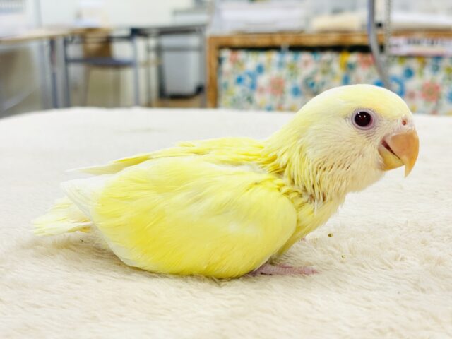 【最新画像🪄︎︎💫ひな餌卒業】赤い瞳とクリームカラーの奇跡のマッチ❣️コザクラインコ(クリームルチノー) コザクラインコ(小桜インコ)