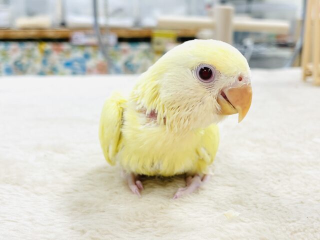 【最新画像🪄︎︎💫ひな餌卒業】赤い瞳とクリームカラーの奇跡のマッチ❣️コザクラインコ(クリームルチノー) コザクラインコ(小桜インコ)