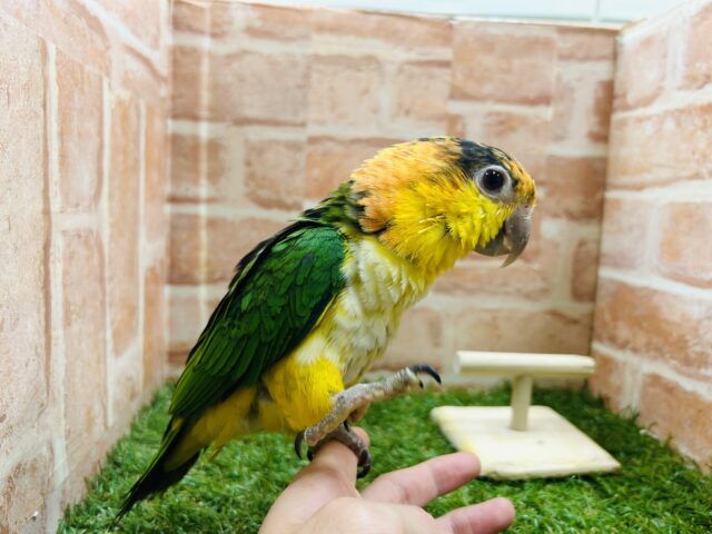 シロハラインコ