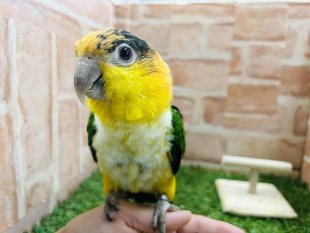シロハラインコ