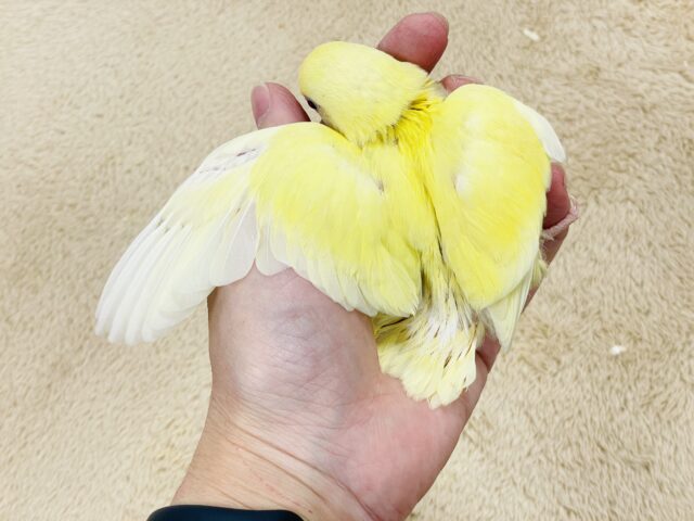 【最新画像🪄︎︎💫ひな餌卒業】赤い瞳とクリームカラーの奇跡のマッチ❣️コザクラインコ(クリームルチノー) コザクラインコ(小桜インコ)
