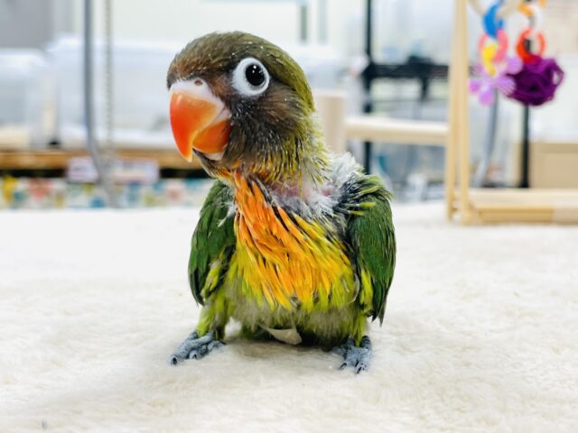 キエリボタンインコ