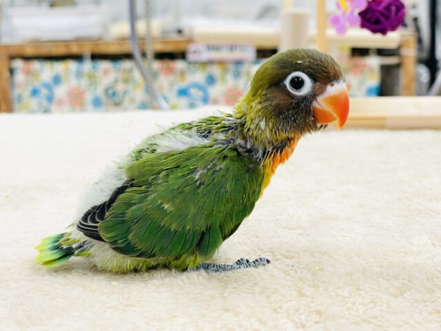 キエリボタンインコ