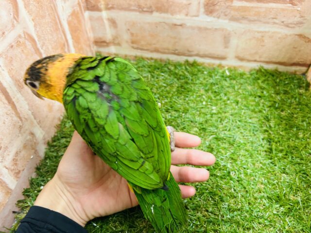 シロハラインコ