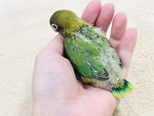 キエリボタンインコ
