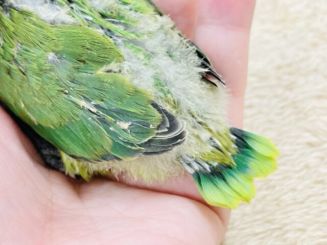 キエリボタンインコ