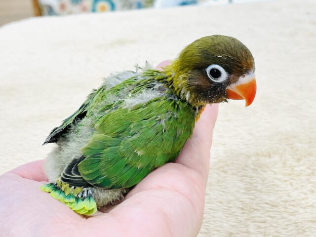 キエリボタンインコ