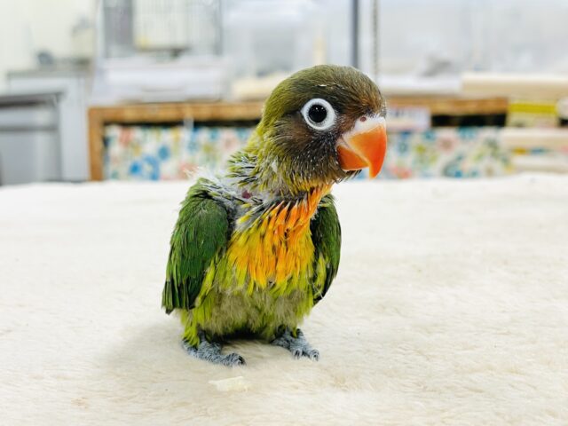 キエリボタンインコ