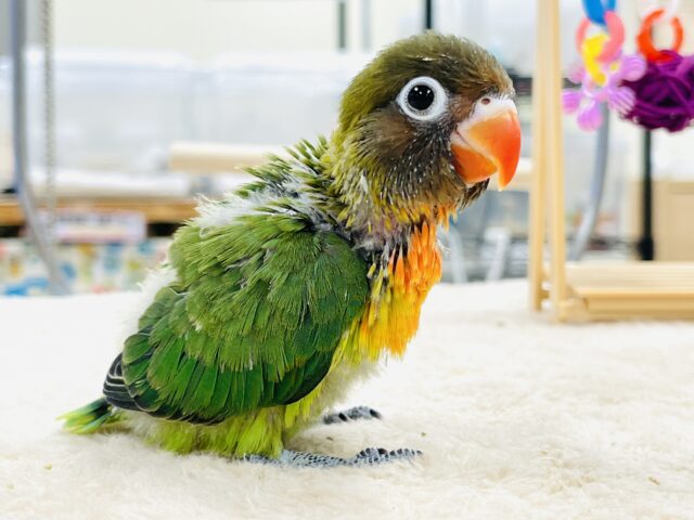 キエリボタンインコ