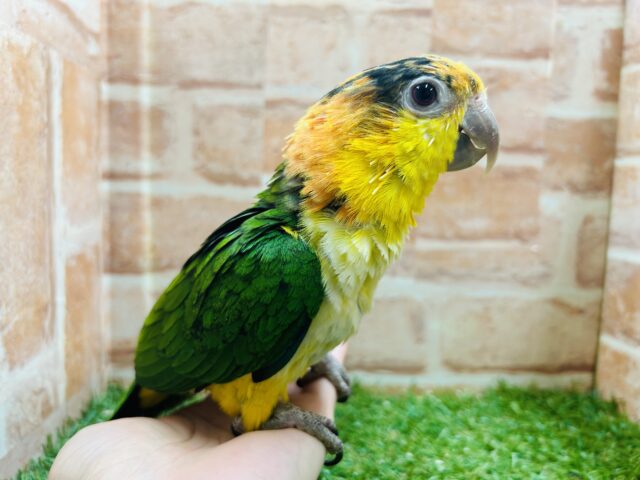 シロハラインコ