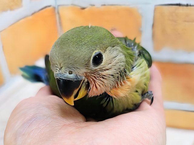 コザクラインコ（小桜インコ）