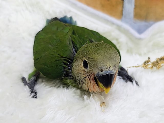 コザクラインコ（小桜インコ）