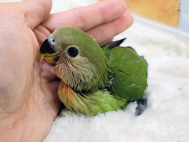 コザクラインコ（小桜インコ）