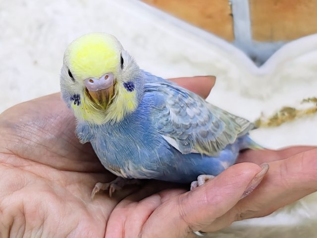 セキセイインコ