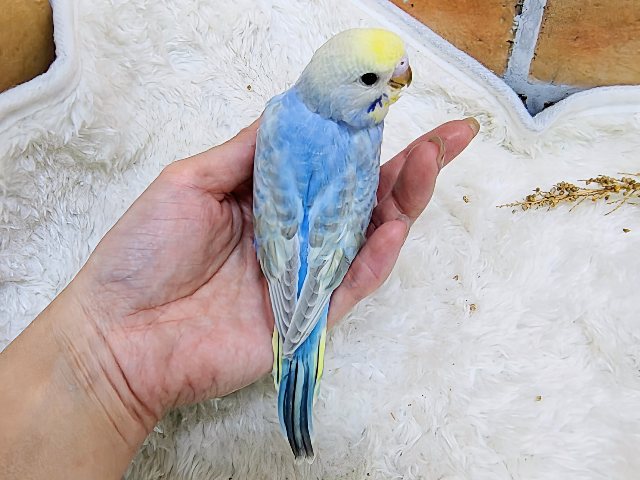 セキセイインコ