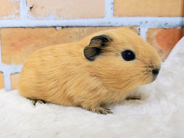 ロシアンモルモット