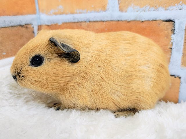 ロシアンモルモット