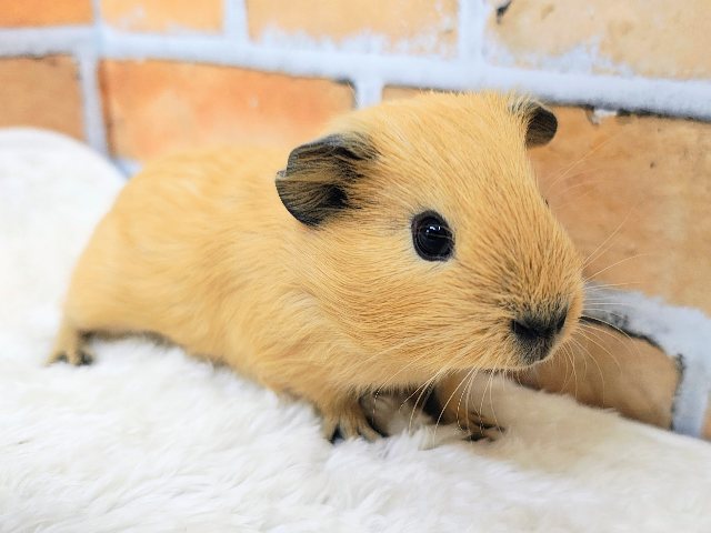 ロシアンモルモット