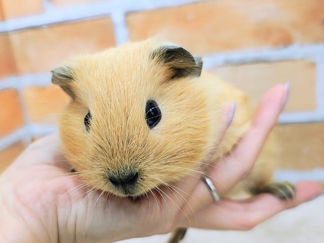 ロシアンモルモット