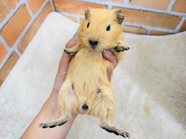 ロシアンモルモット