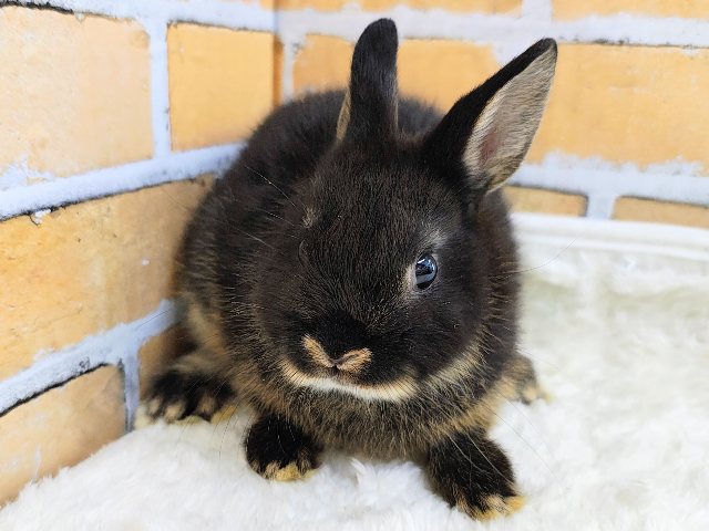 ネザーランドドワーフ