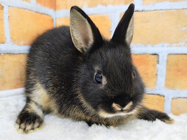 ネザーランドドワーフ