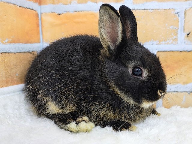 ネザーランドドワーフ