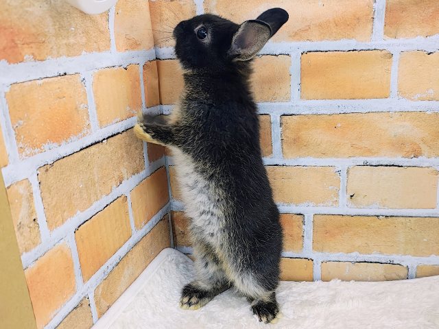 ネザーランドドワーフ