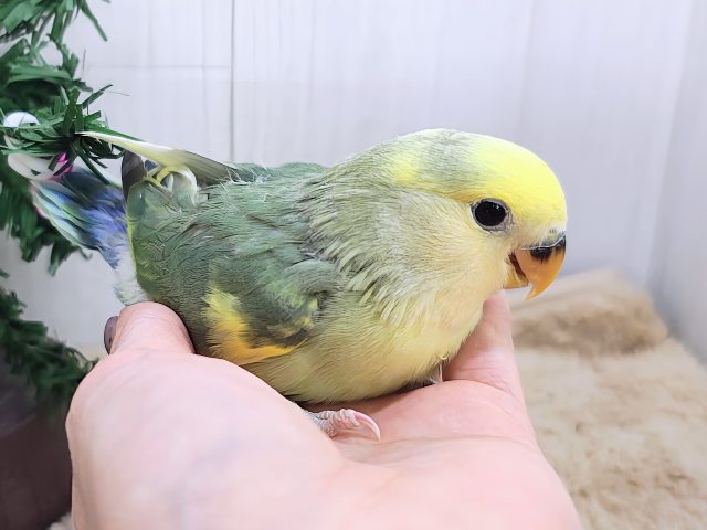 コザクラインコ（小桜インコ）
