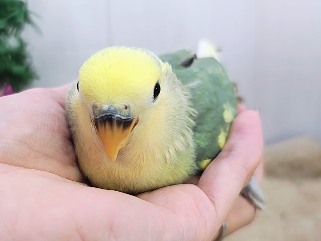 コザクラインコ（小桜インコ）