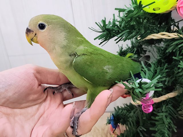 コザクラインコ（小桜インコ）