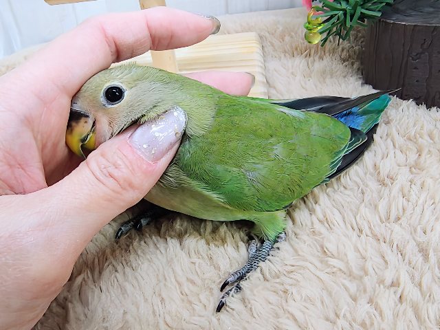 コザクラインコ（小桜インコ）