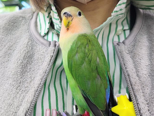 コザクラインコ（小桜インコ）