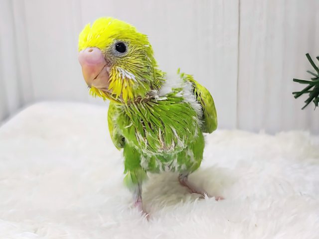 セキセイインコ