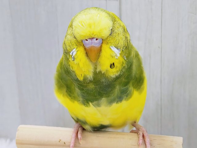 ジャンボセキセイインコ