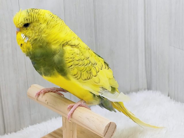 ジャンボセキセイインコ