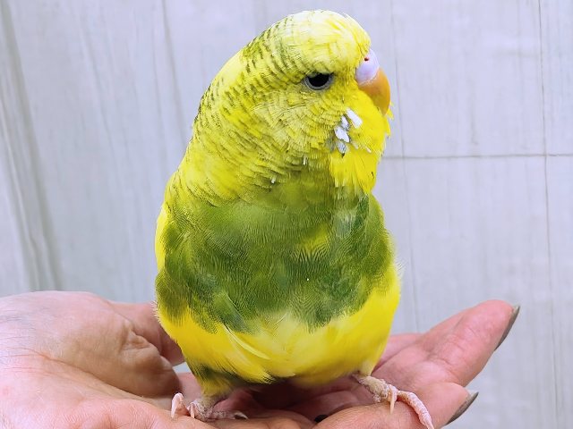 ジャンボセキセイインコ