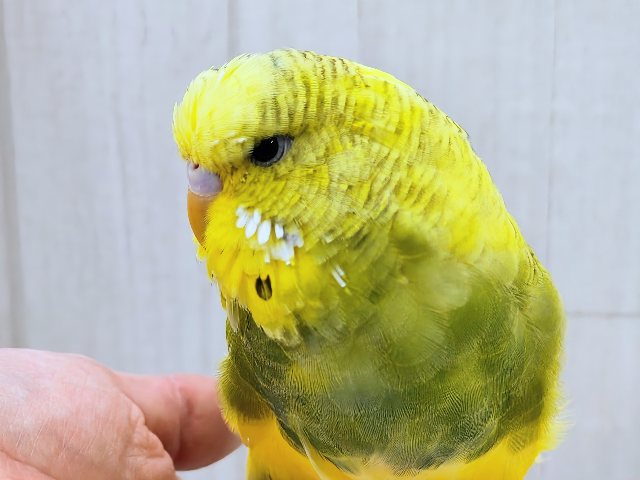 ジャンボセキセイインコ