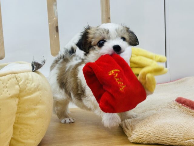 チワマル（マルチワ）