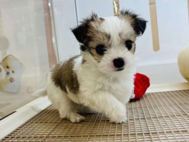 チワマル（マルチワ）