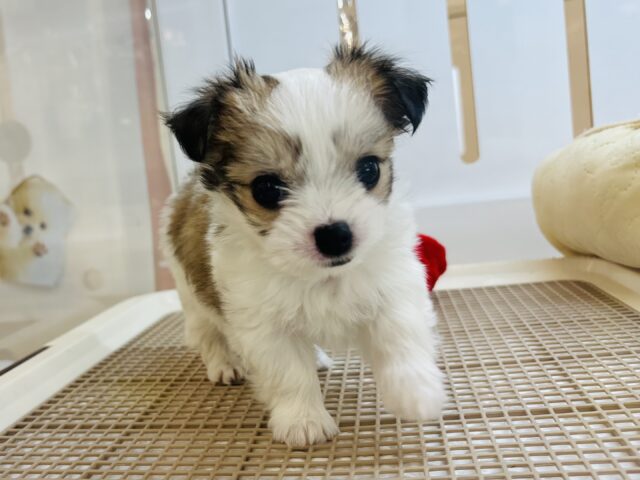 チワマル（マルチワ）