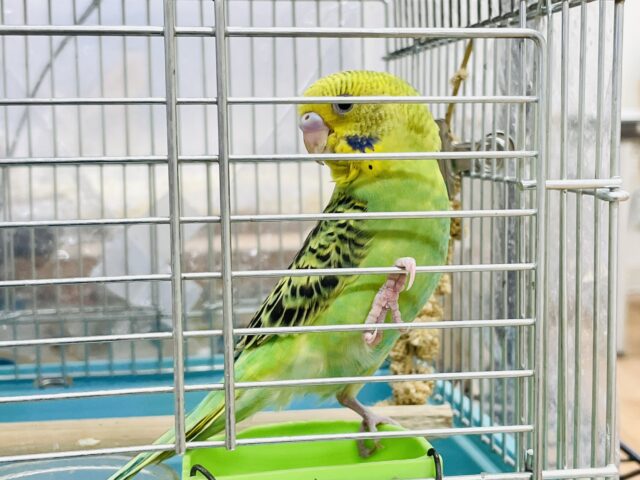 セキセイインコ