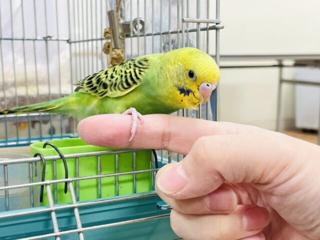 セキセイインコ