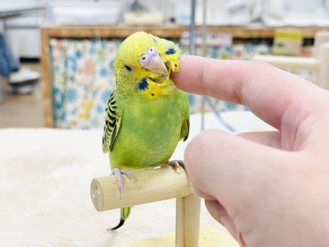 セキセイインコ