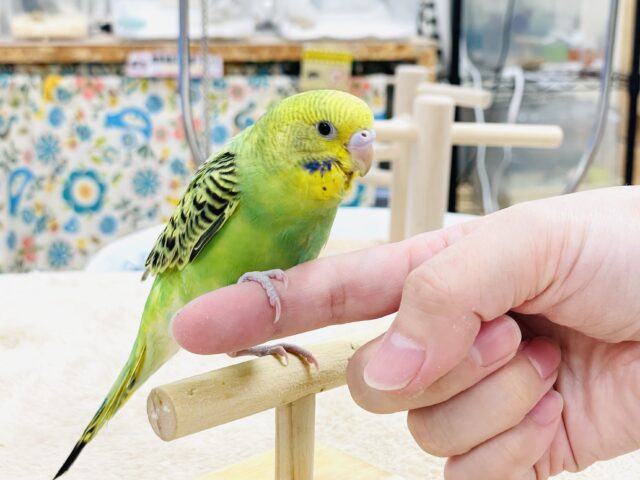 セキセイインコ
