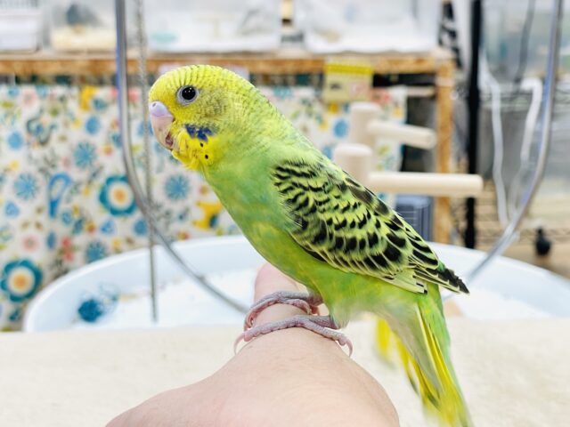 セキセイインコ