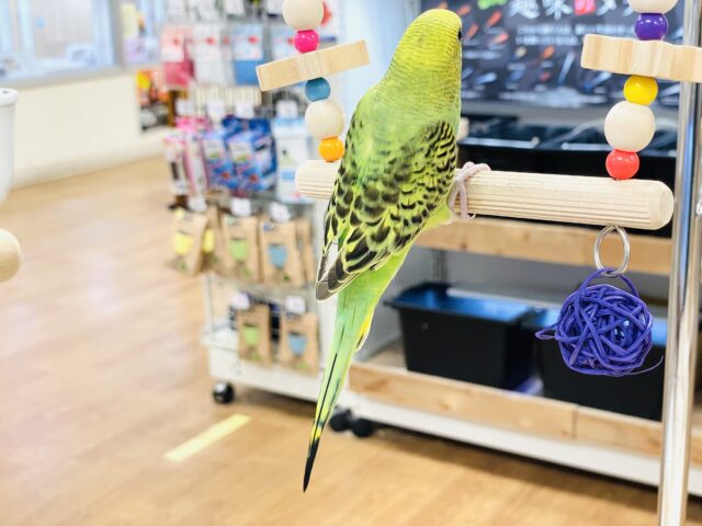 セキセイインコ