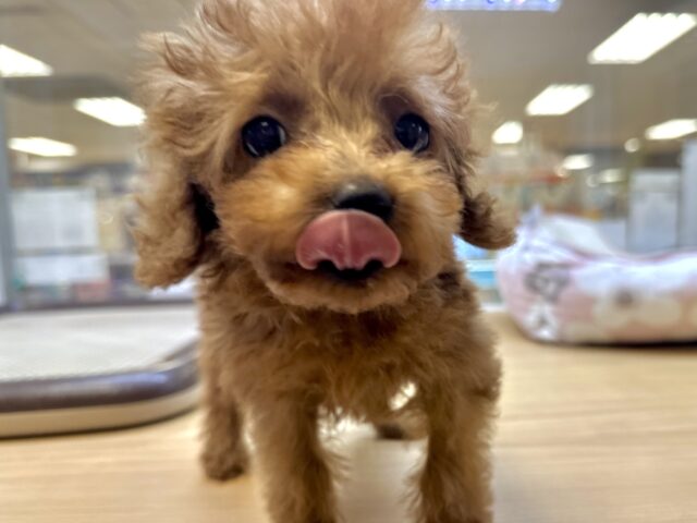 天真爛漫✩.⋆トイプードル男の子 トイプードル