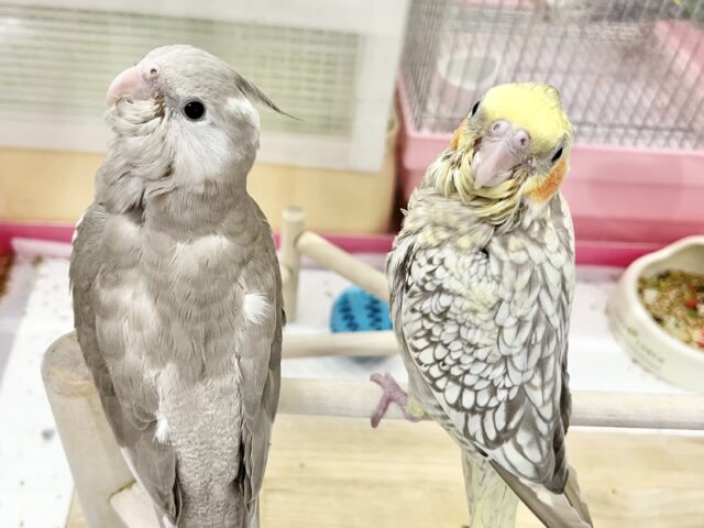 【🆙最新画像あり‼️】キレイなパール模様🫧✨ オカメインコ(シナモンパール) オカメインコ